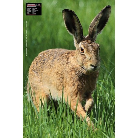 Hare Alert Maximal 40 x 60cm